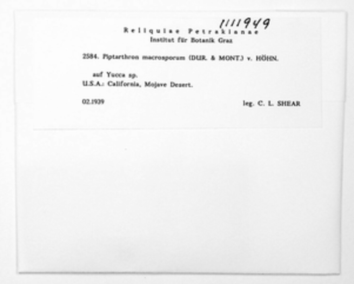Kellermania macrospora image